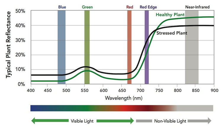 Reflexionsgrad der Vegetation [%] in Abhängigkeit von der Wellenlänge des Lichtes [nm]. Der starke Anstieg der Reflexion innerhalb des roten und nahen infraroten Spektralbereichs ist ein Indikator für die Vitalität von Pflanzen und eignet sich zur Unterscheidung von gesunder (grüne Kurve) und gestresster (schwarze Kurve) Vegetation. (Bildquelle: https://www.micasense.com/faq)