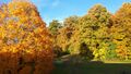 Bfh forest autumn.jpeg